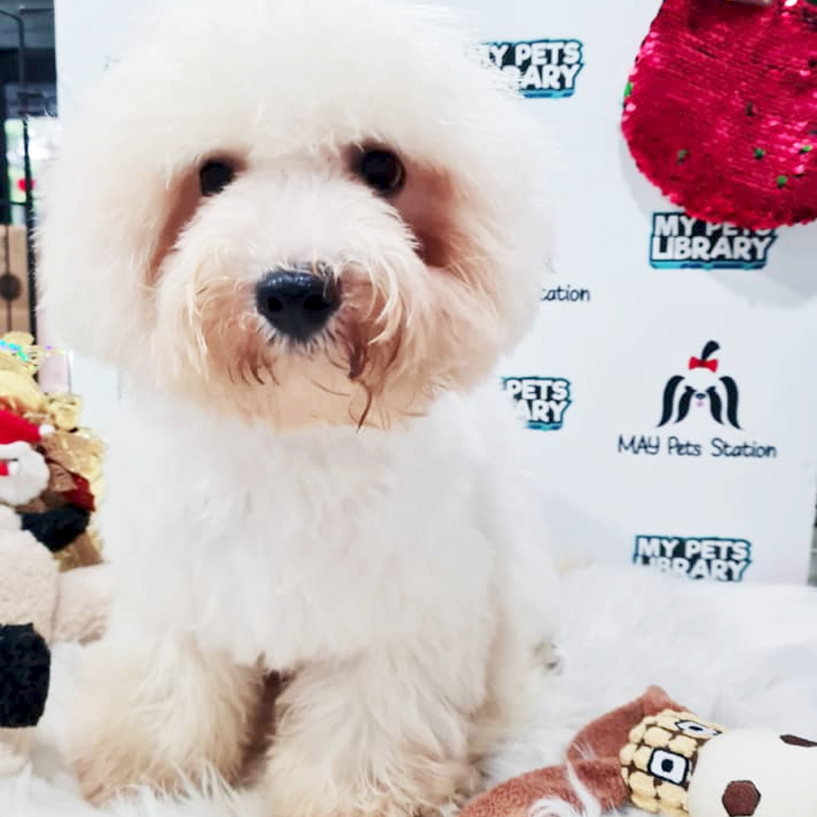 Bichon Frise Puppy (Male) For Sale