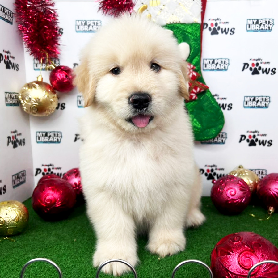 Golden Retriever Puppy (Male) For Sale