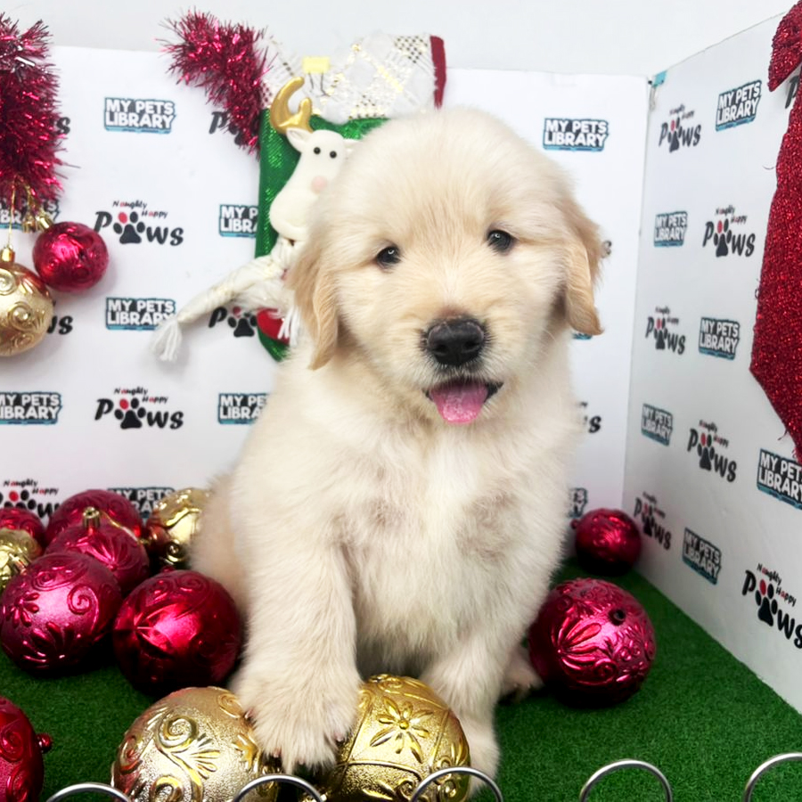 Golden Retriever Puppy (Male) For Sale