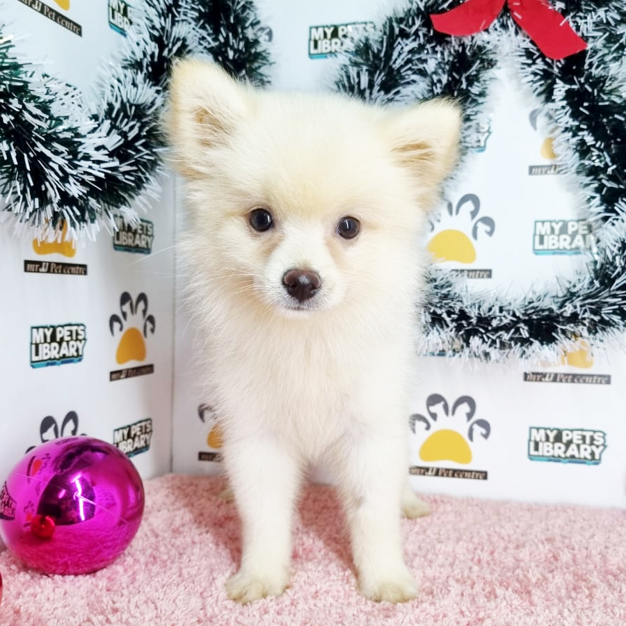 Pomeranian Puppy (Female) For Sale