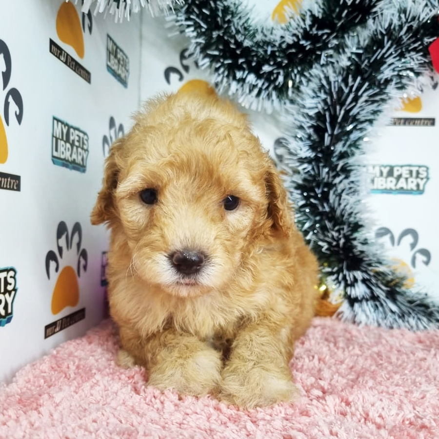 Toy Poodle Puppy (Female) For Sale