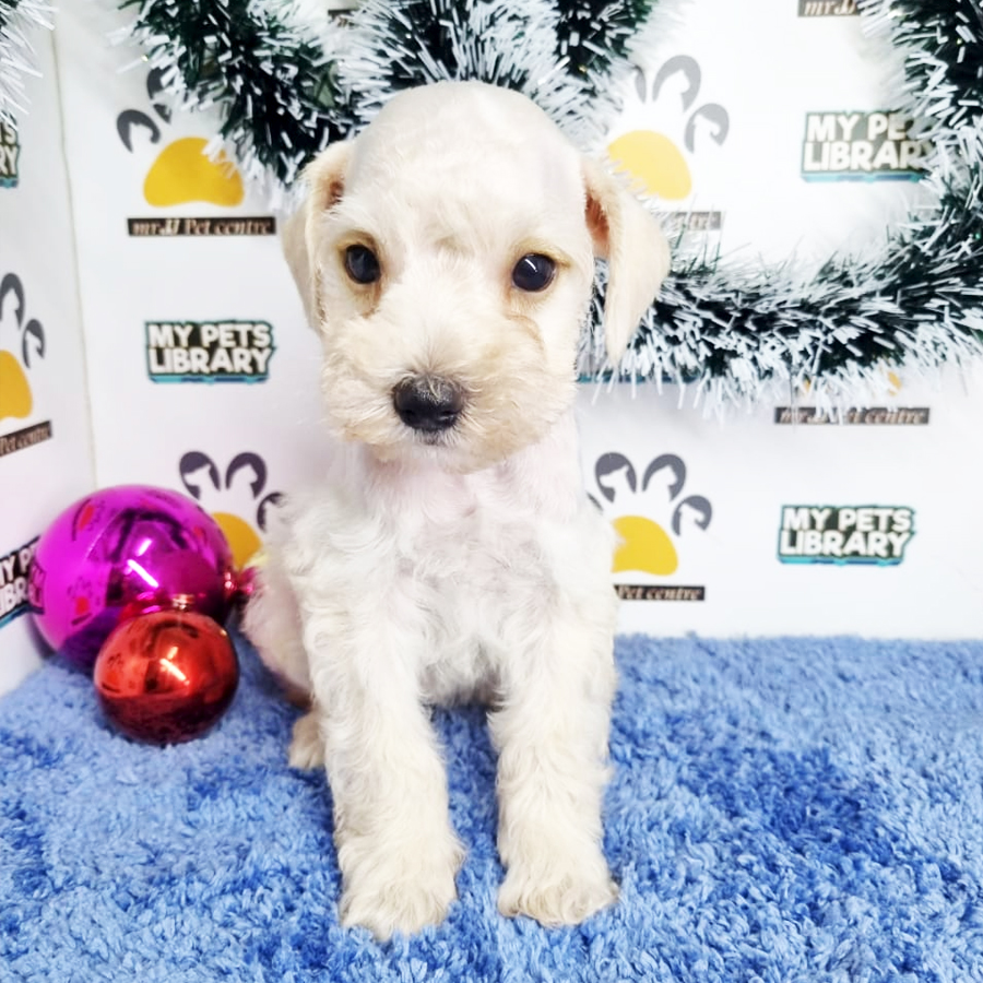Mini Schnauzer Puppy (Male) For Sale