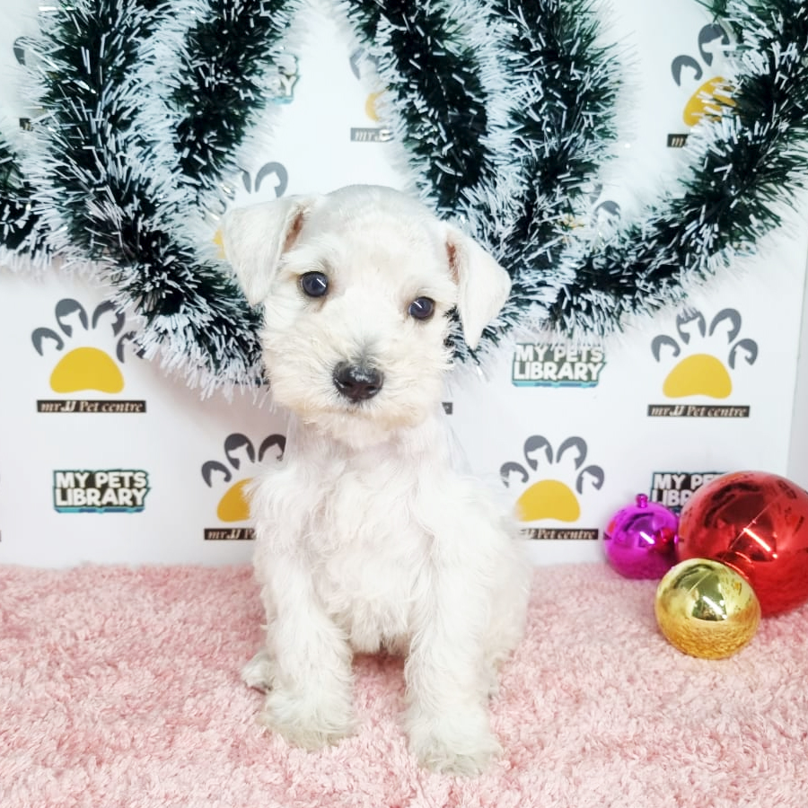 Mini Schnauzer Puppy (Female) For Sale