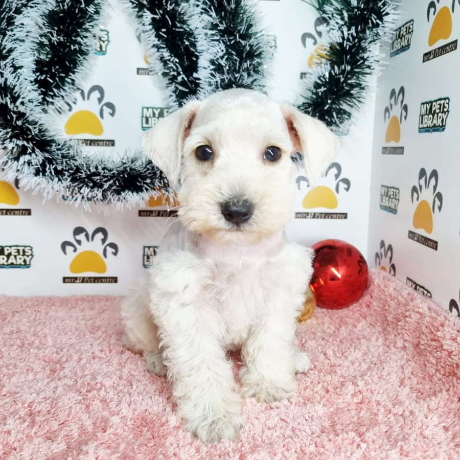Mini Schnauzer Puppy (Female) For Sale
