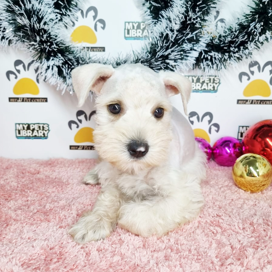 Mini Schnauzer Puppy (Female) For Sale