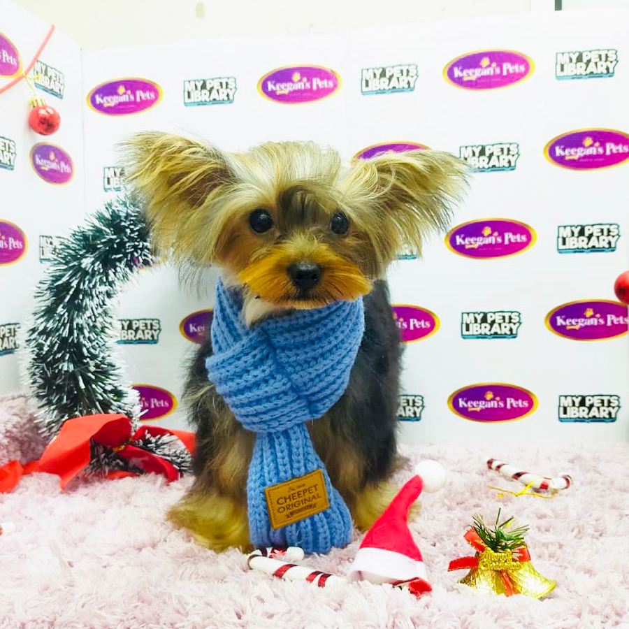 MKA Yorkshire Terrier Puppy (Male) For Sale