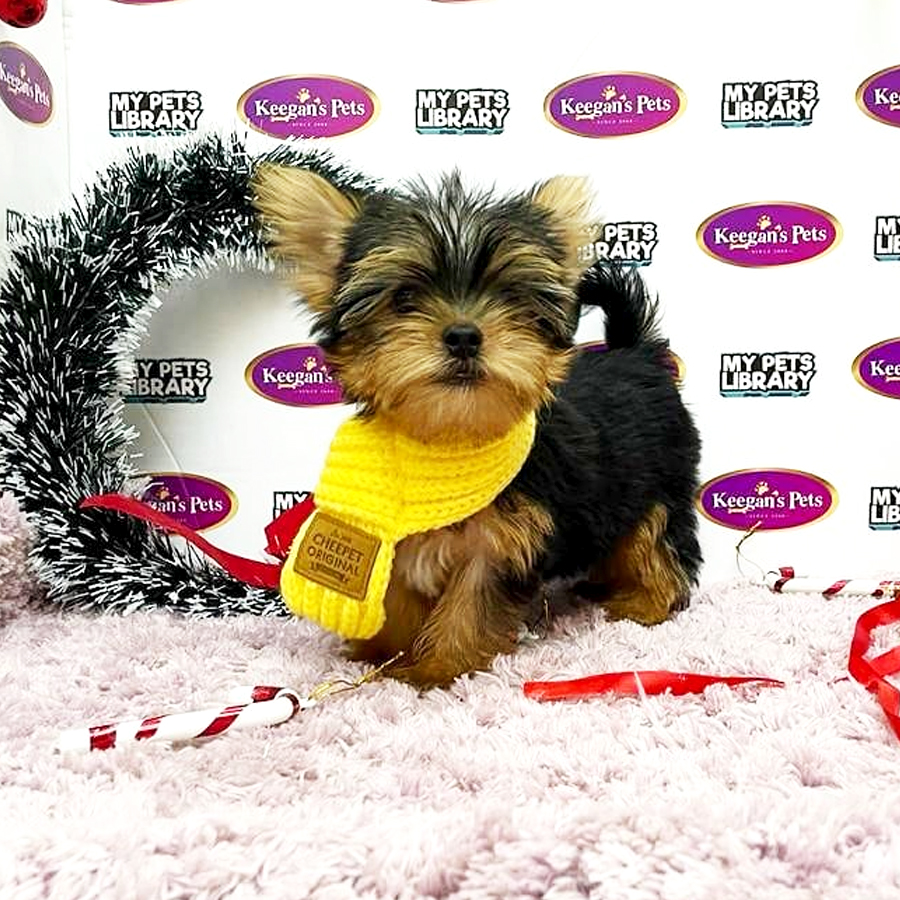 MKA Yorkshire Terrier Puppy (Female) For Sale