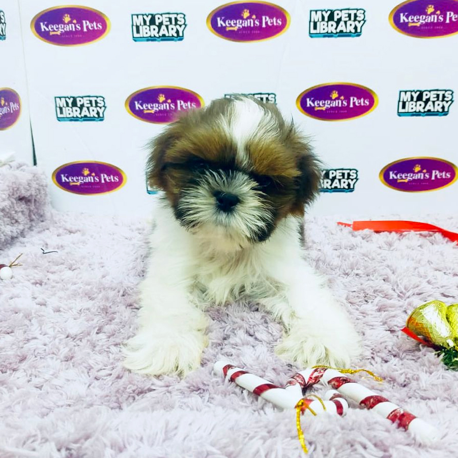 MKA Shih Tzu Puppy (Female) For Sale