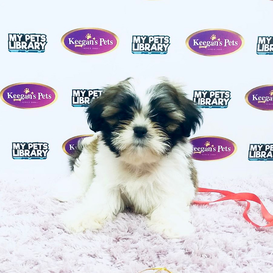MKA Shih Tzu Puppy (Female) For Sale