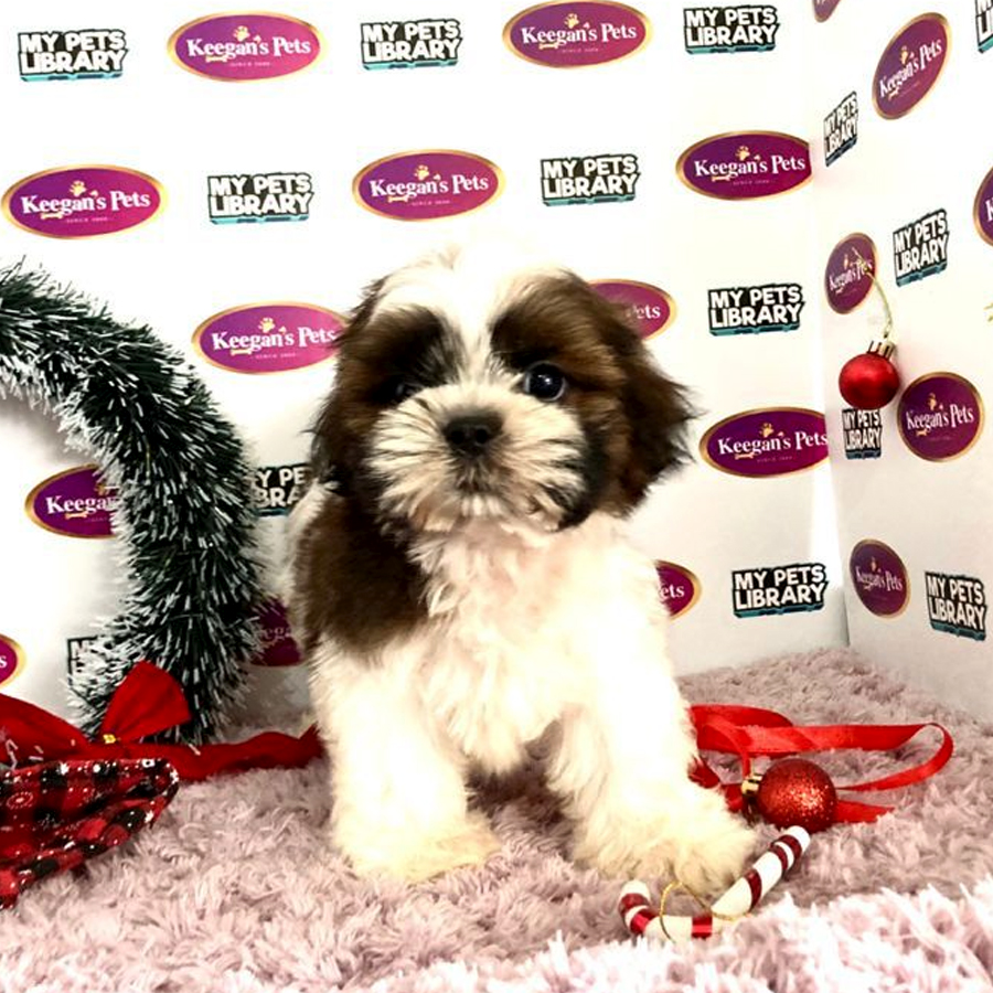 MKA Shih Tzu Puppy (Male) For Sale