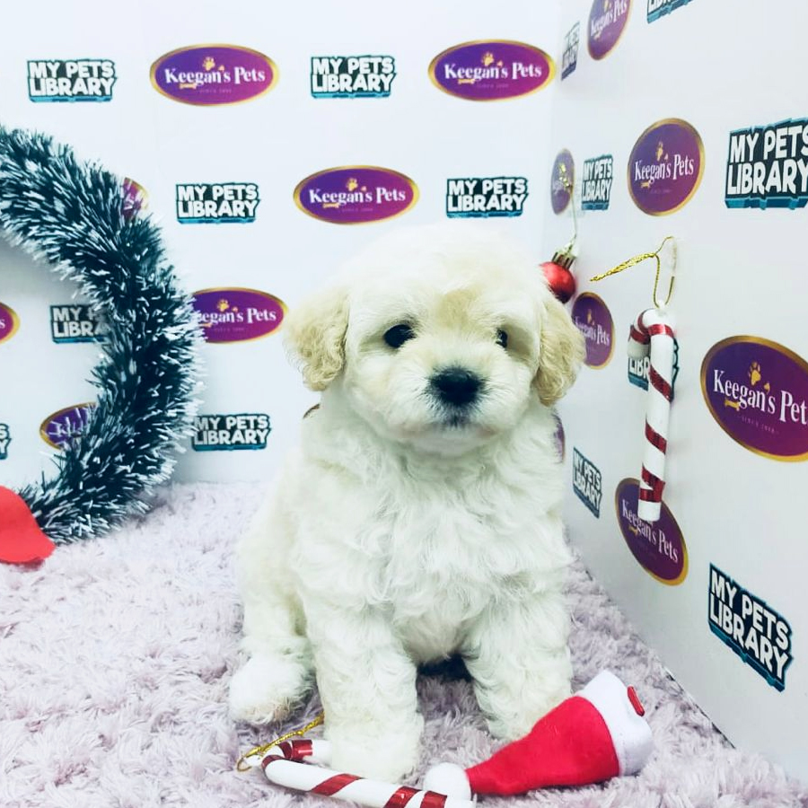 Toy Poodle Puppy (Female) For Sale