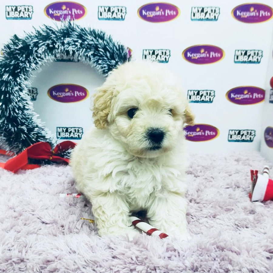 Toy Poodle Puppy (Male) For Sale
