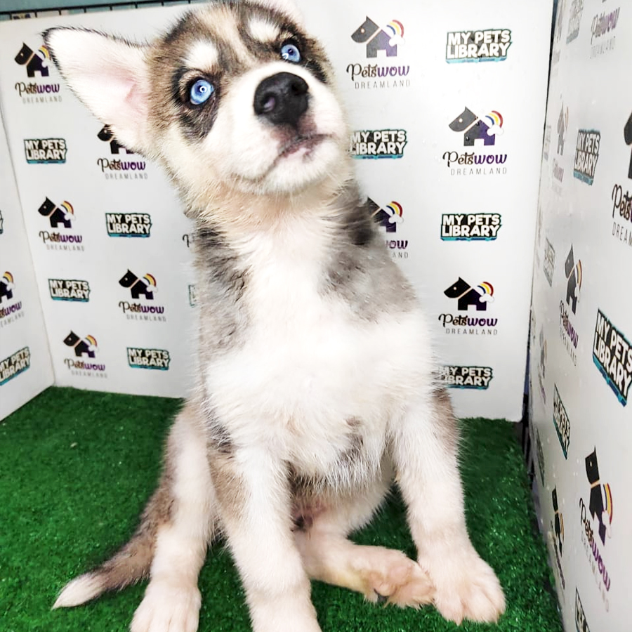 MKA Siberian Husky Puppy (Male) For Sale
