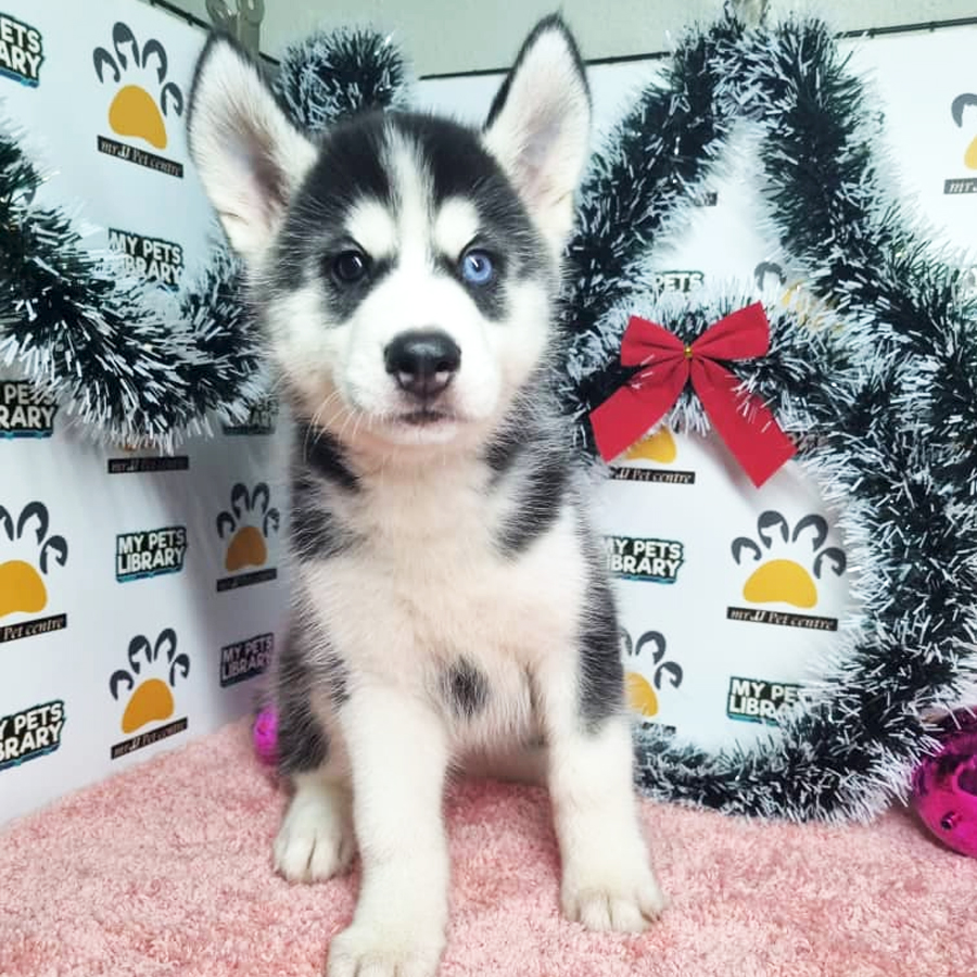 Husky Puppy (Female) For Sale