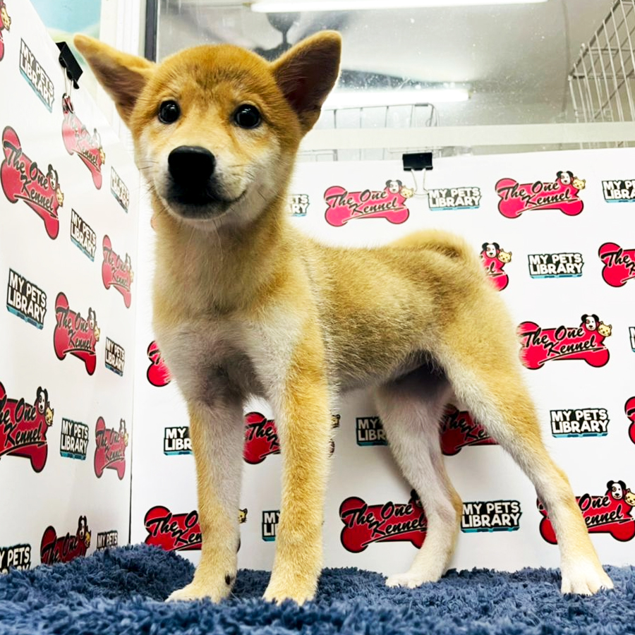 MKA Shiba Inu Puppy (Female) For Sale