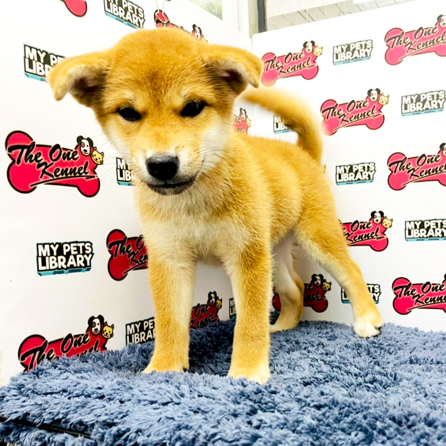 MKA Shiba Inu Puppy (Female) For Sale