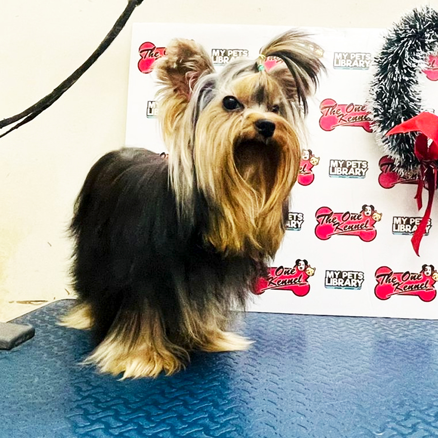 MKA Yorkshire Terrier Puppy (Female) For Sale