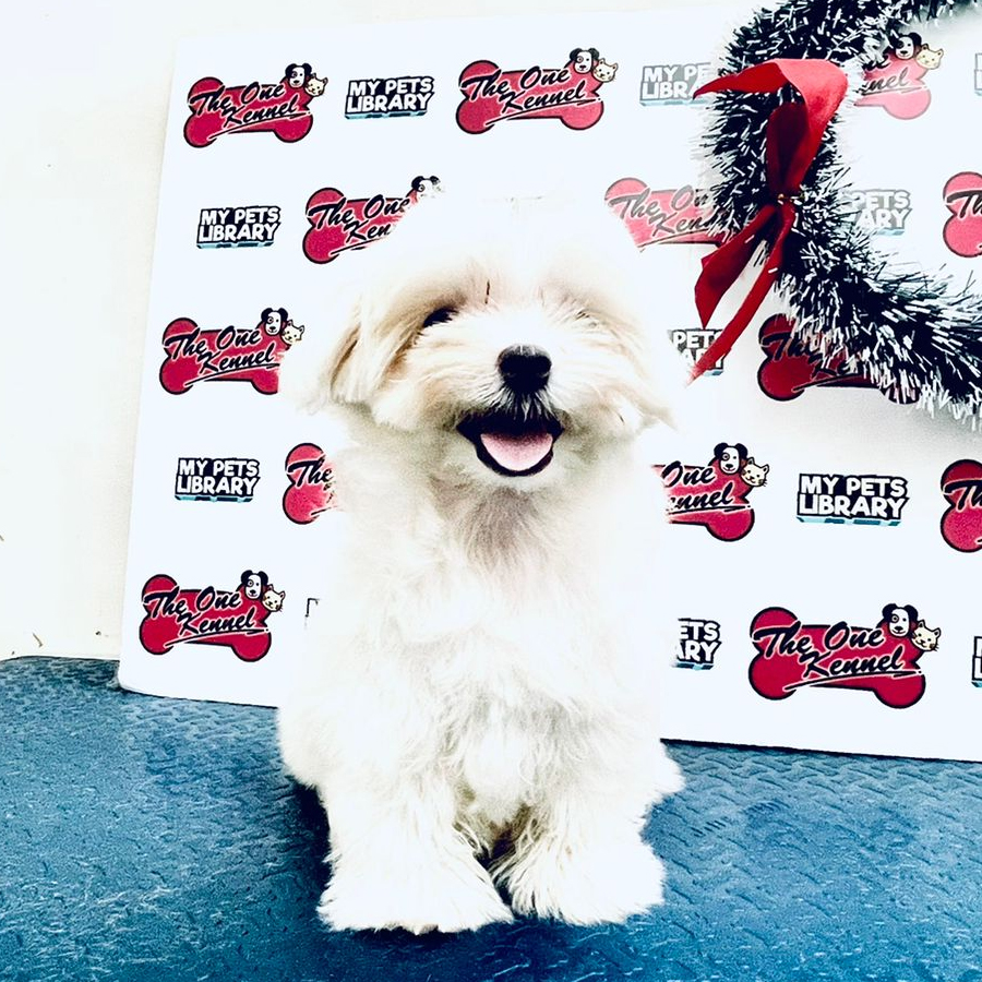 MKA Tiny Maltese Puppy (Female) For Sale