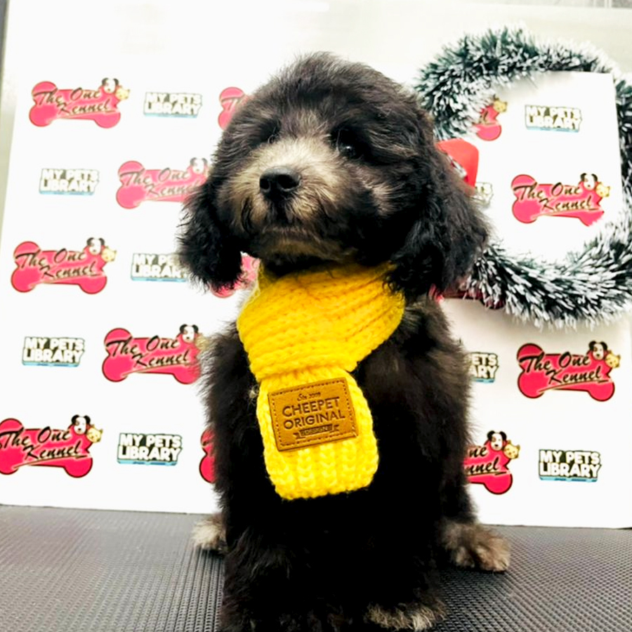Toy Poodle Puppy (Female) For Sale