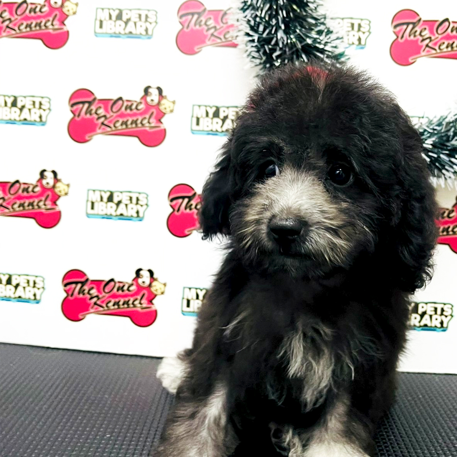 Toy Poodle Puppy (Female) For Sale