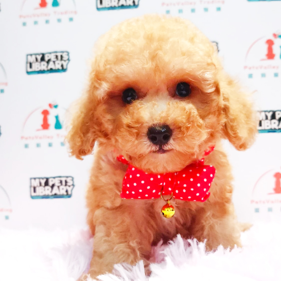 Toy Poodle Puppy (Male) For Sale