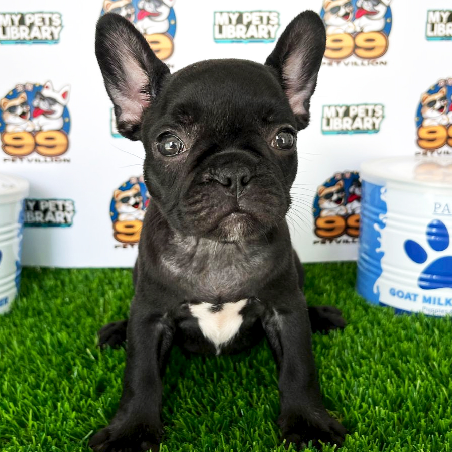 French Bulldog Puppy (Female) For Sale