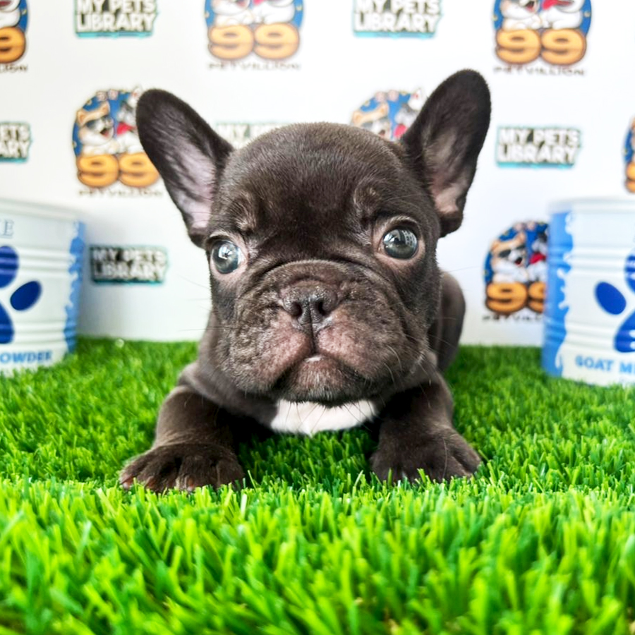 French Bulldog Puppy (Male) For Sale