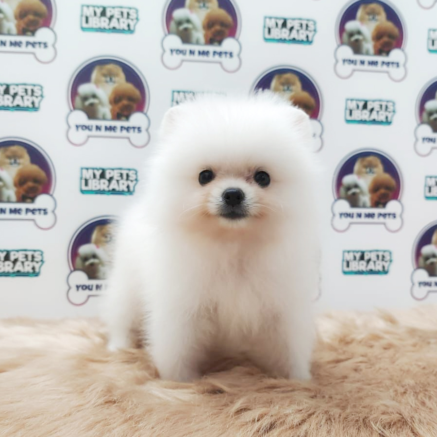 MKA Tiny Pomeranian Puppy (Male) For Sale