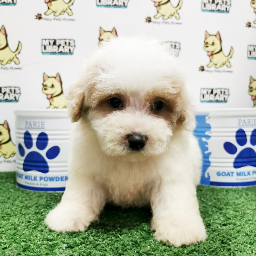 Toy Poodle Puppy (Male) For Sale