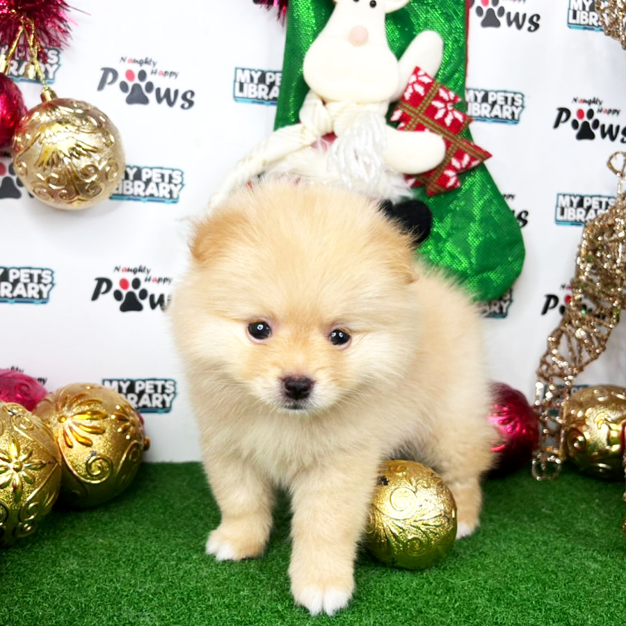 Pomeranian  Puppy (Female) For Sale