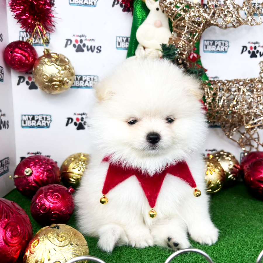 Pomeranian  Puppy (Male) For Sale