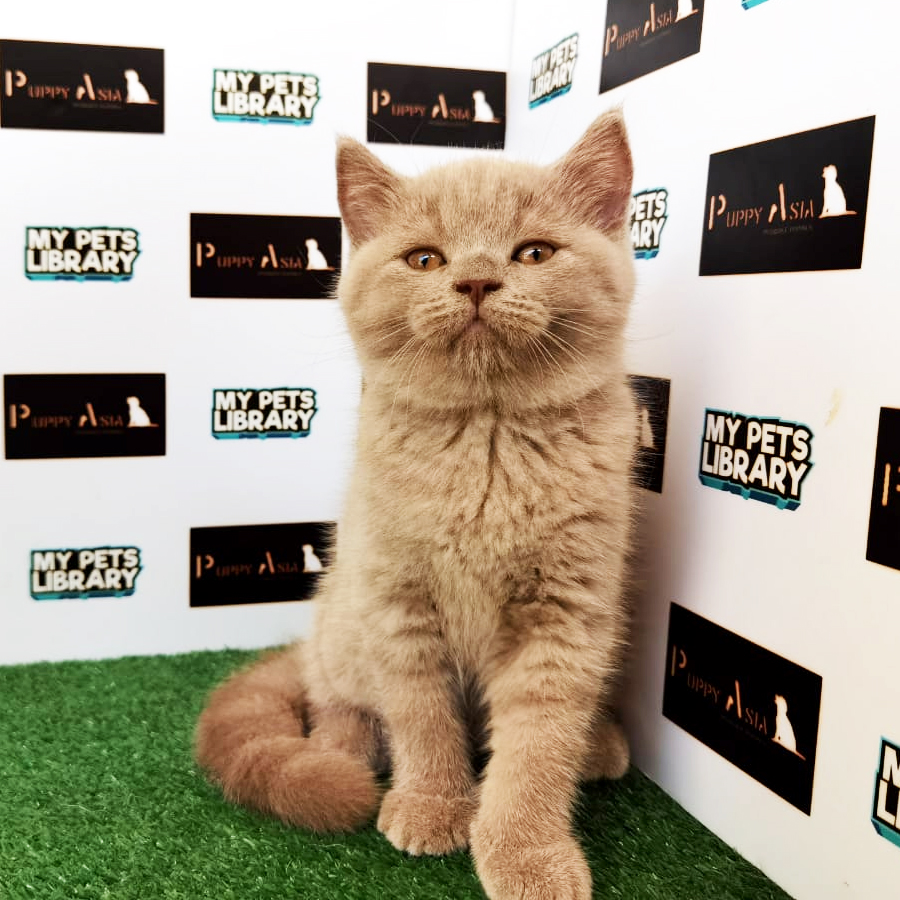 British Shorthair Kitten (Female) For Sale