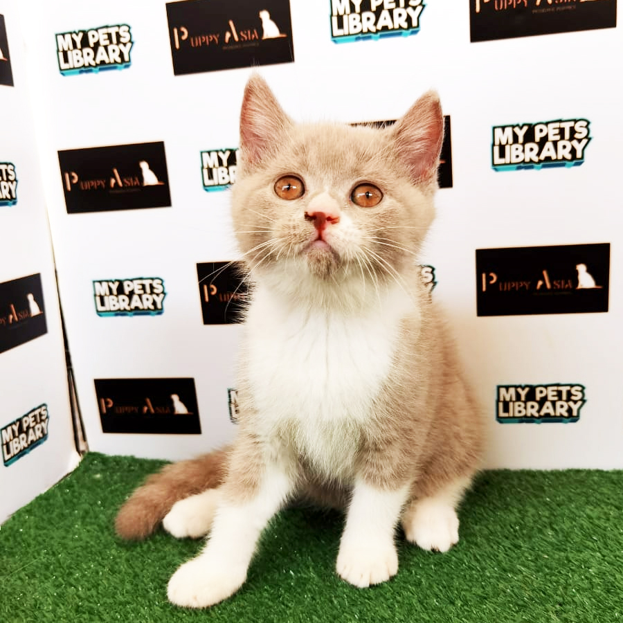 British Shorthair Kitten (Female) For Sale