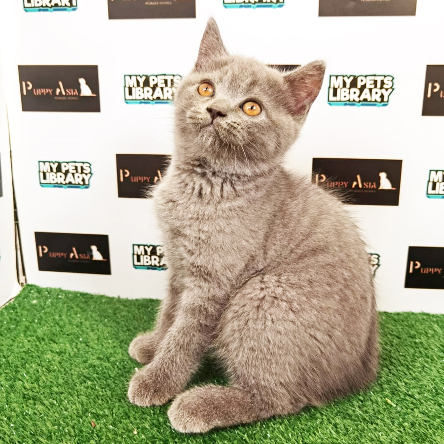 British Shorthair Kitten (Female) For Sale