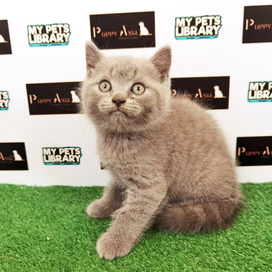 British Shorthair Kitten (Male) For Sale