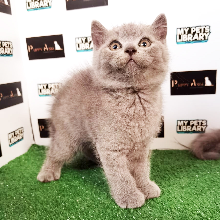 British Shorthair Kitten (Male) For Sale
