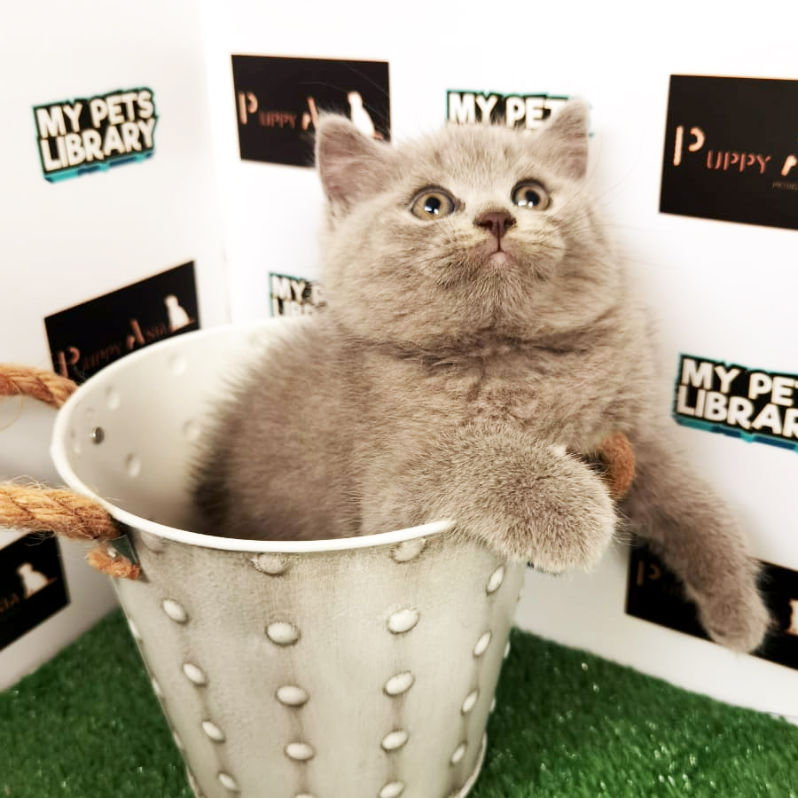 British Shorthair Kitten (Female) For Sale