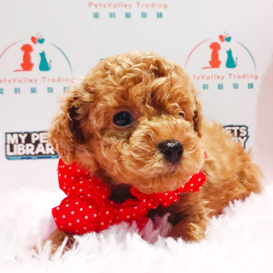 Toy Poodle Puppy (Male) For Sale