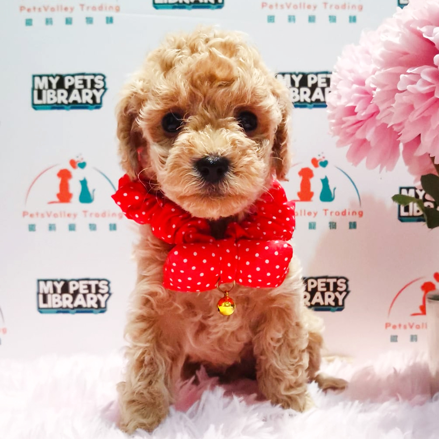 Toy Poodle Puppy (Male) For Sale