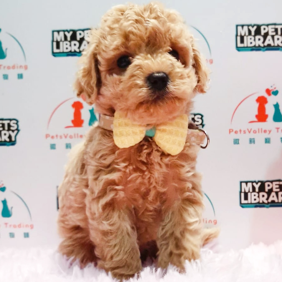 Toy Poodle Puppy (Female) For Sale