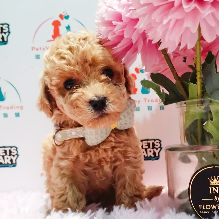 Toy Poodle Puppy (Female) For Sale