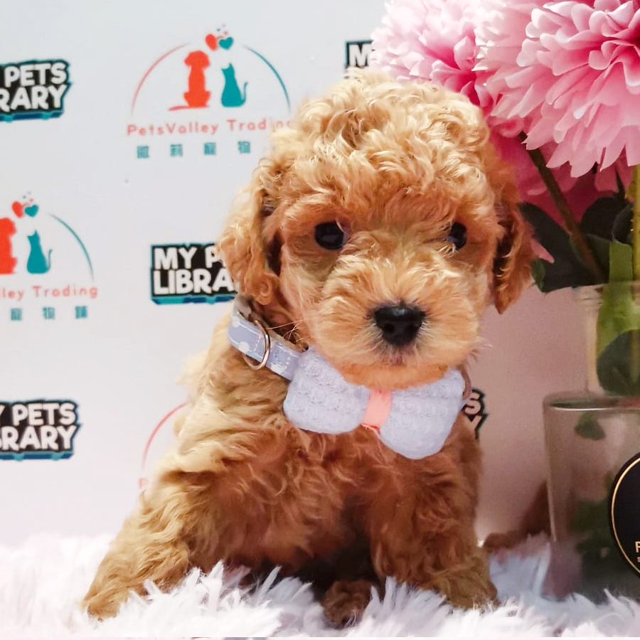 Toy Poodle Puppy (Female) For Sale
