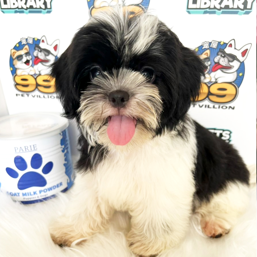 Shih Tzu Puppy (Female) For Sale