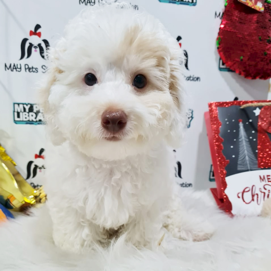 Toy Poodle Puppy (Male) For Sale