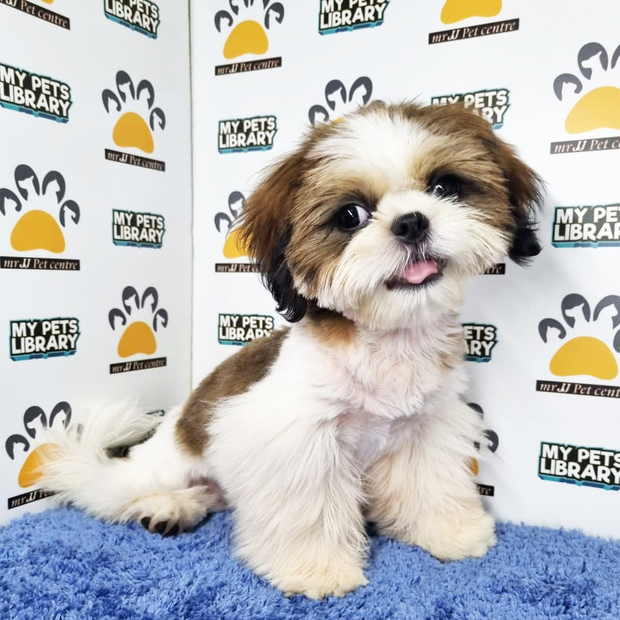 Shih Tzu Puppy (Male) For Sale