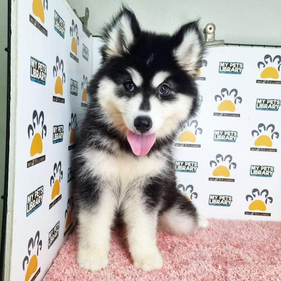 Alaskan Malamute Puppy (Female) For Sale