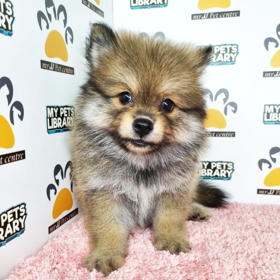 Pomeranian Puppy (Female) For Sale