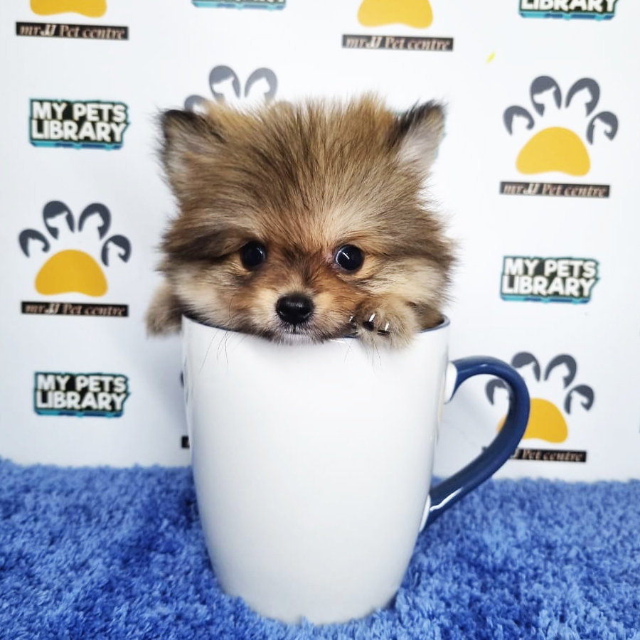 Pomeranian Puppy (Male) For Sale