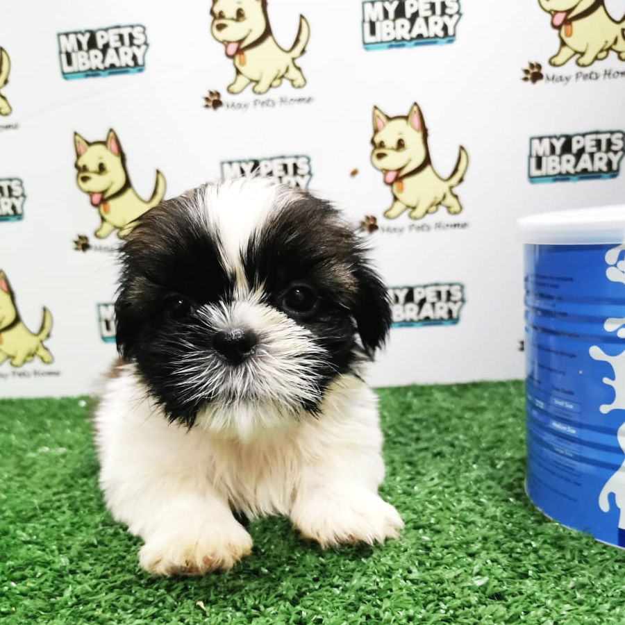 Shih Tzu Puppy (Male) For Sale
