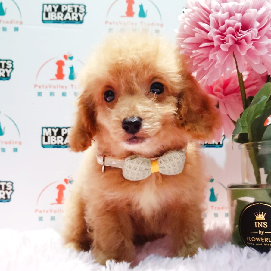 Toy Poodle Puppy (Male) For Sale